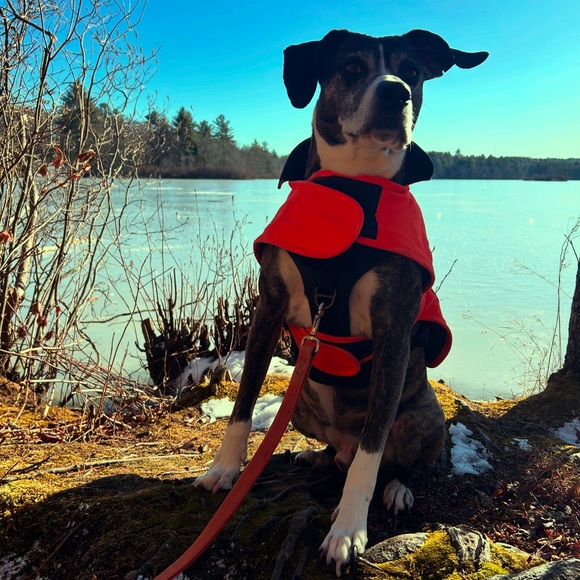 Meet your Posher, Katie - Picture 4 of 5